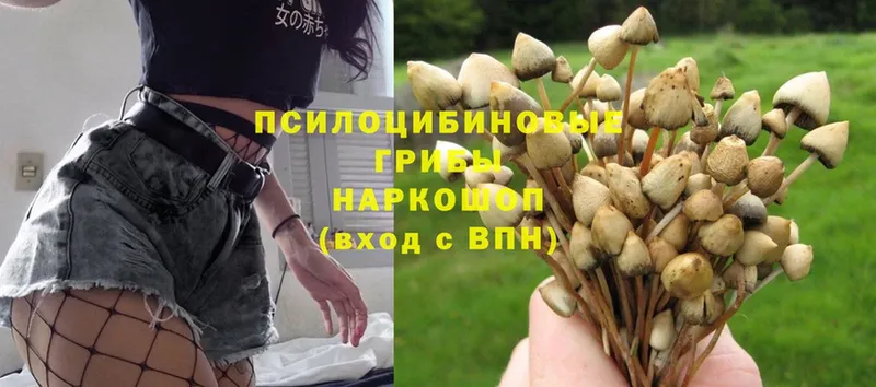 кракен   Александровск  Галлюциногенные грибы MAGIC MUSHROOMS 